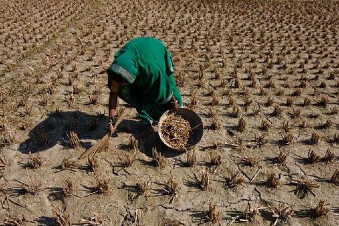 Frente a la crisis alimentaria global solo queda avanzar en un proceso de autoorganización social