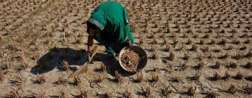 Frente a la crisis alimentaria global solo queda avanzar en un proceso de autoorganización social